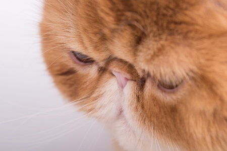 Close up profile portrait of Persian Exotic Longhair cat is on white background.の写真素材
