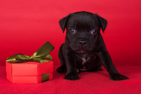 American Staffordshire Bull Terrier dog puppy with bow on red background.の写真素材