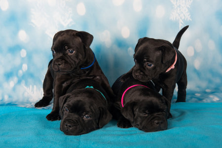 American Staffordshire Bull Terrier dogs puppies on blue background.の写真素材