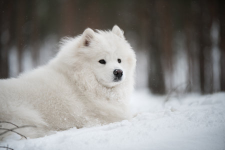 Beautiful fluffy Samoyed white dog is in the winter forestの写真素材