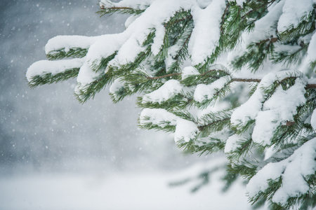 Snow Branches of a fir Christmas tree in the snow in the winter forestの写真素材