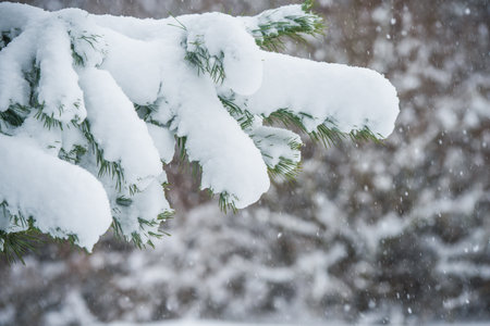 Branches of a fir tree in the snow in the winter forestの写真素材