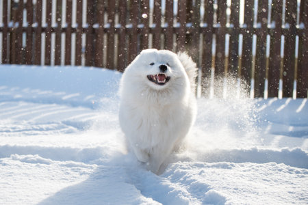 Samoyed white dog is running on snow outsideの写真素材