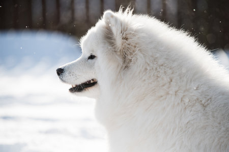 Samoyed white dog close up on snow outside on winter backgroundの写真素材