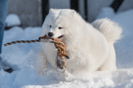 Samoyed white dog is playing on snow outsideの写真素材