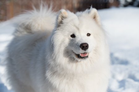Samoyed white dog close up on snow outside on winter backgroundの写真素材