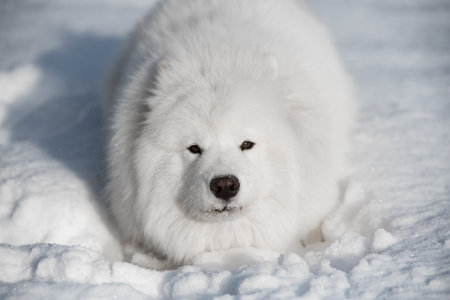 Samoyed white dog is running on snow outsideの写真素材