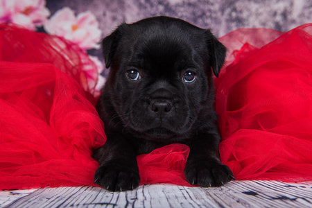 Black female American Staffordshire Terrier dog or AmStaff puppy on red background.の写真素材
