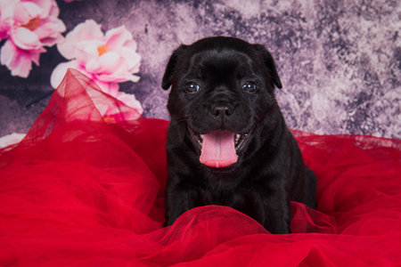 Black female American Staffordshire Terrier dog or AmStaff puppy on red background.の写真素材