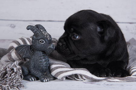 Black American Staffordshire Terrier dog or AmStaff puppy on gray backgroundの写真素材