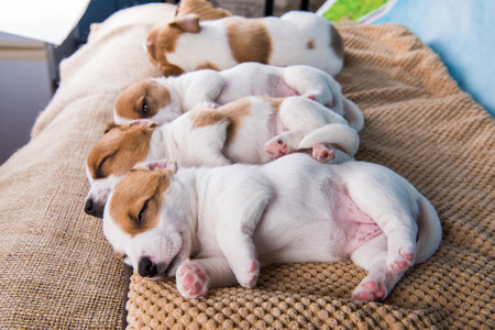 Cute Jack Russell terrier puppies sleep sweetly on a soft bed and have dog dreamsの写真素材