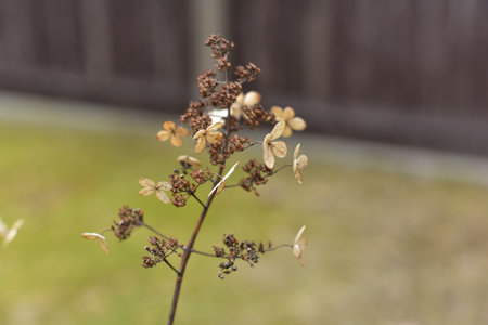 Dried hydrangea photographed up closed with selective focus, beautiful brown golden macro...