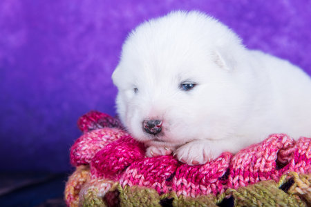 White small Samoyed puppy dog on knitted warm scarf in front of blue backgroundの写真素材