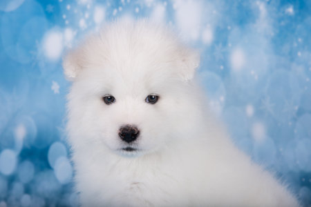 White fluffy bear small Samoyed puppy dog muzzle close up on blue Christmas or New Year background with snowflakesの写真素材