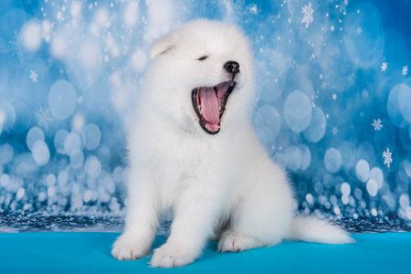 The dog is smiling. White fluffy bear small Samoyed puppy dog muzzle close up on blue Christmas or New Year background with snowflakesの写真素材