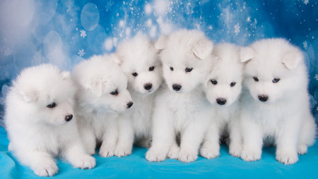 White six fluffy small Samoyed puppies dogs are sitting on blue Christmas or New Year background with snowflakesの写真素材