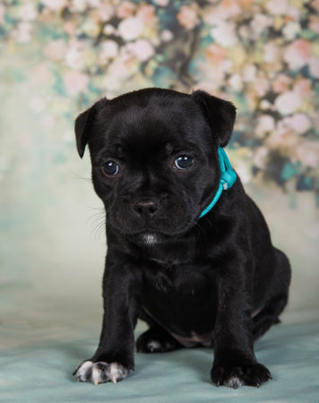 American Staffordshire Bull Terrier dog puppy on green background.の写真素材
