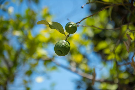 Close-up green lime with flower hanging on tree, Greece Rhodes.