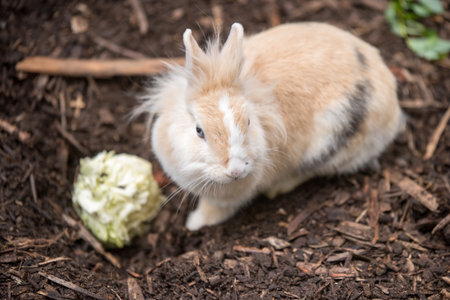 Cute rabbit is eating cabbage against a background of nature. Adorable little pets concept.