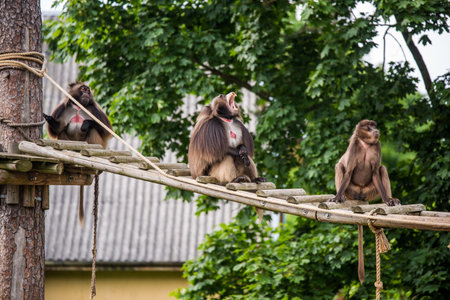 Gelada baboon Theropithecus gelada, commonly known as the bleeding-heart monkey. Female and male.