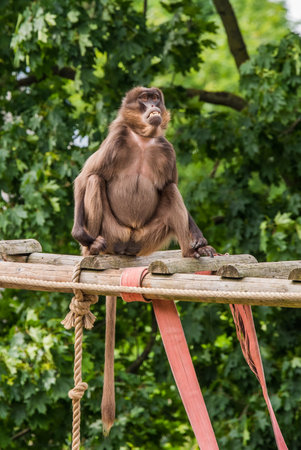 Female Gelada baboon Theropithecus gelada, sometimes called the gelada baboon.