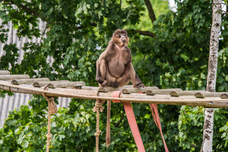 Female Gelada baboon Theropithecus gelada, sometimes called the gelada baboon.