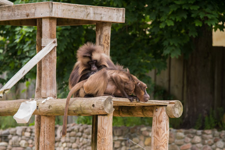 Gelada baboon Theropithecus gelada, commonly known as the bleeding-heart monkey. Female and male.
