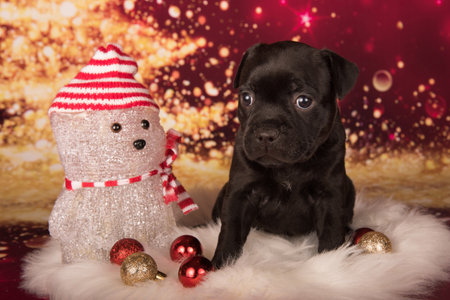 Black Staffordshire Bull Terrier dog or AmStaff puppy on red background.の写真素材
