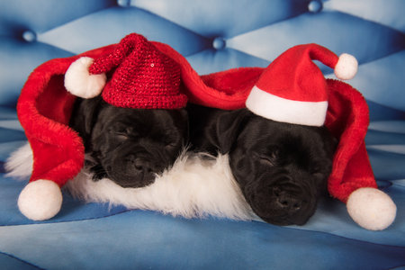 Funny Staffordshire Bull Terrier dogs or AmStaff puppies in a red hat.の写真素材