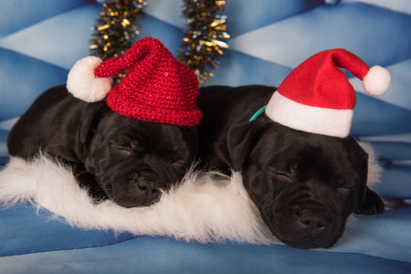 Funny Staffordshire Bull Terrier dogs or AmStaff puppies in a red hat.の写真素材