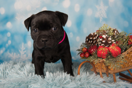 American Staffordshire Bull Terrier dog puppy on blue background.の写真素材