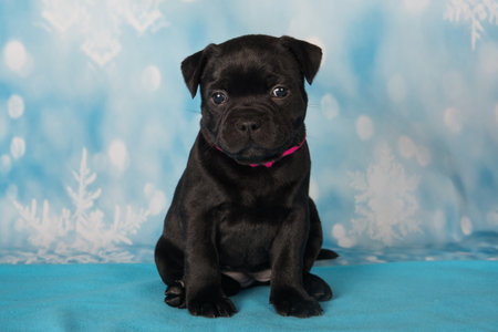 Staffordshire Bull Terrier dog puppy on blue background.の写真素材