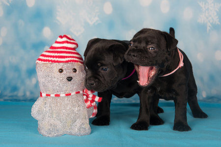 Staffordshire Bull Terrier dogs puppies on blue background.の写真素材