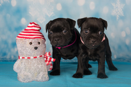 Staffordshire Bull Terrier dogs puppies on blue background.の写真素材