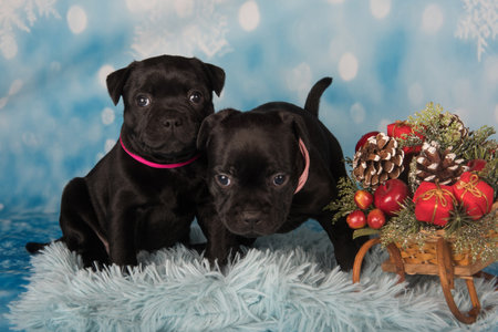 American Staffordshire Bull Terrier dogs puppies on blue background.の写真素材