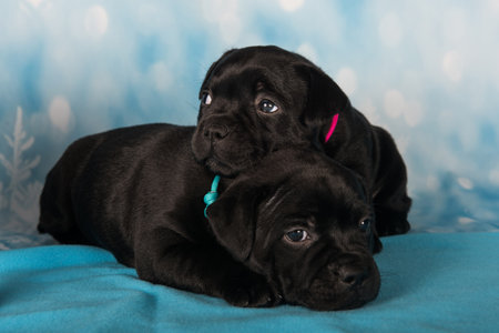 American Staffordshire Bull Terrier puppies on blue background.の写真素材