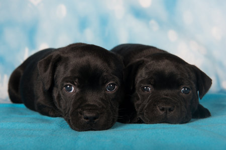 American Staffordshire Bull Terrier dogs puppies on blue background.の写真素材