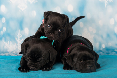 American Staffordshire Bull Terrier dogs puppies on blue background.の写真素材