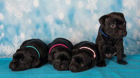 American Staffordshire Bull Terrier puppies on blue background.の写真素材