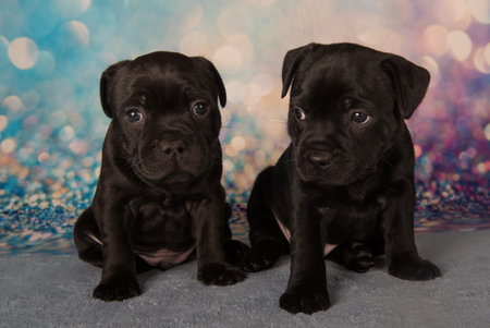 American Staffordshire Bull Terrier dogs puppies on blue background.の写真素材