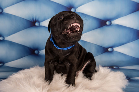American Staffordshire Bull Terrier dog puppy on blue background.の写真素材