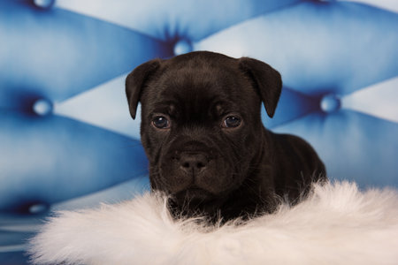 American Staffordshire Bull Terrier puppy on blue background.の写真素材