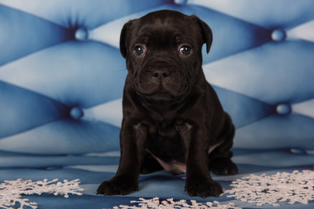 American Staffordshire Bull Terrier puppy on blue background.の写真素材