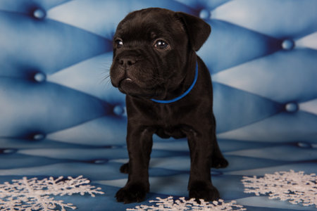 Staffordshire Bull Terrier dog puppy on blue background.の写真素材