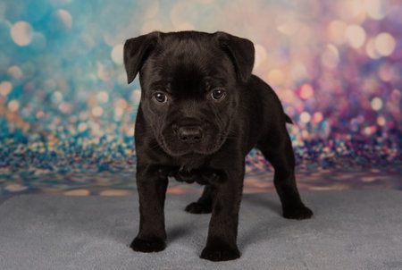 American Staffordshire Bull Terrier puppy on blue background.の写真素材