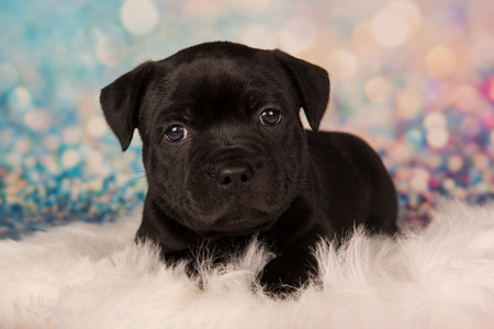 American Staffordshire Bull Terrier dog puppy on blue background.の写真素材