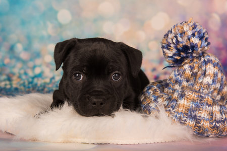 Staffordshire Bull Terrier dog puppy on blue background.の写真素材