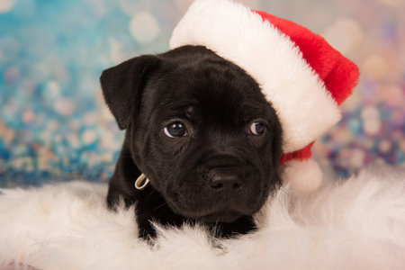 Black Staffordshire Bull Terrier dog or AmStaff puppy in a red Santa hat.の写真素材