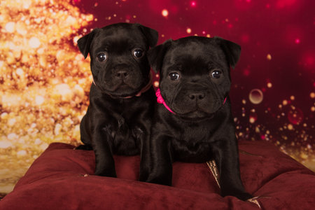 American Staffordshire Bull Terrier puppies on red background.の写真素材