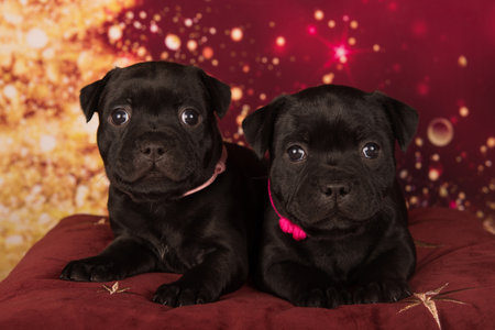 Staffordshire Bull Terrier puppies on red background.の写真素材